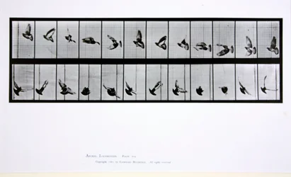 Fliegender Vogel, Tafel 756 aus 